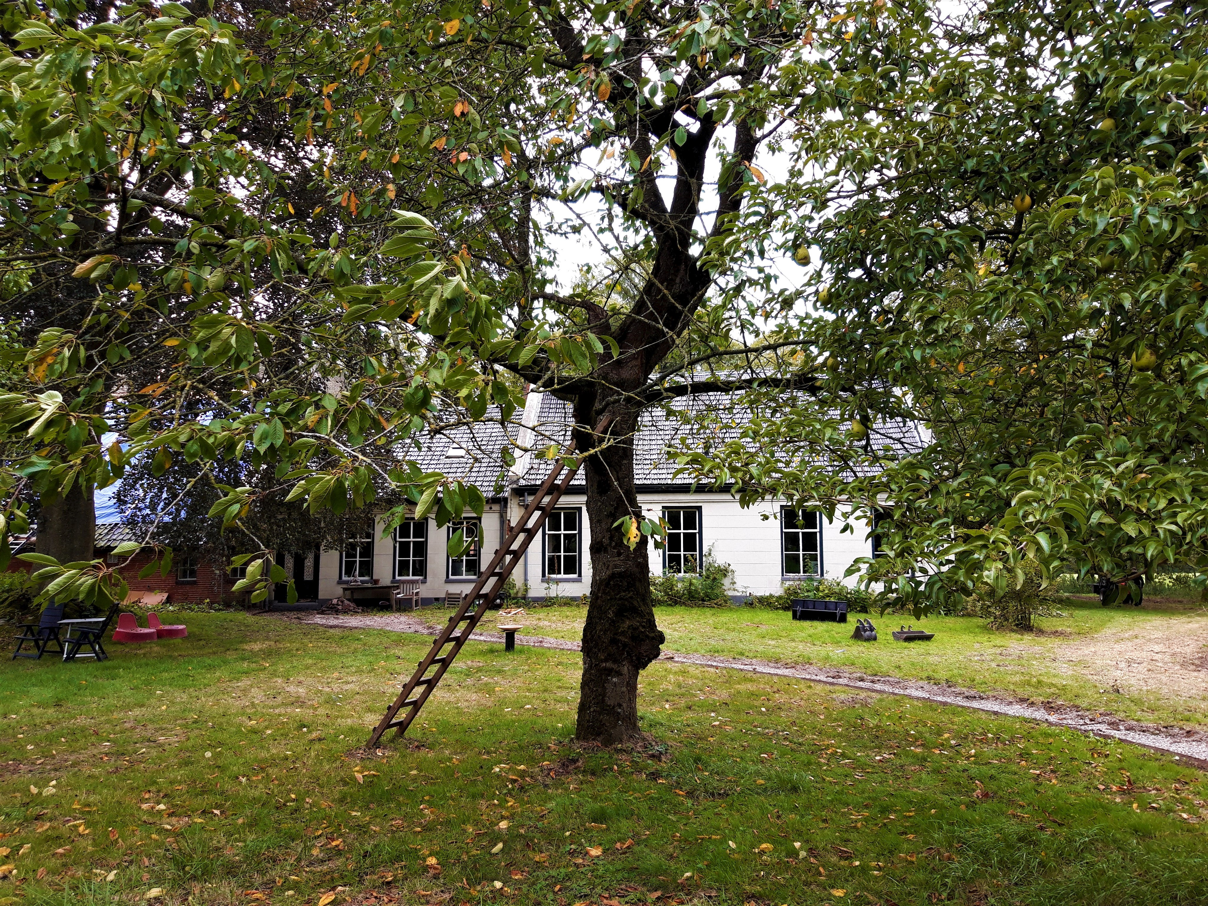 Fruitboom Op Natuurerf