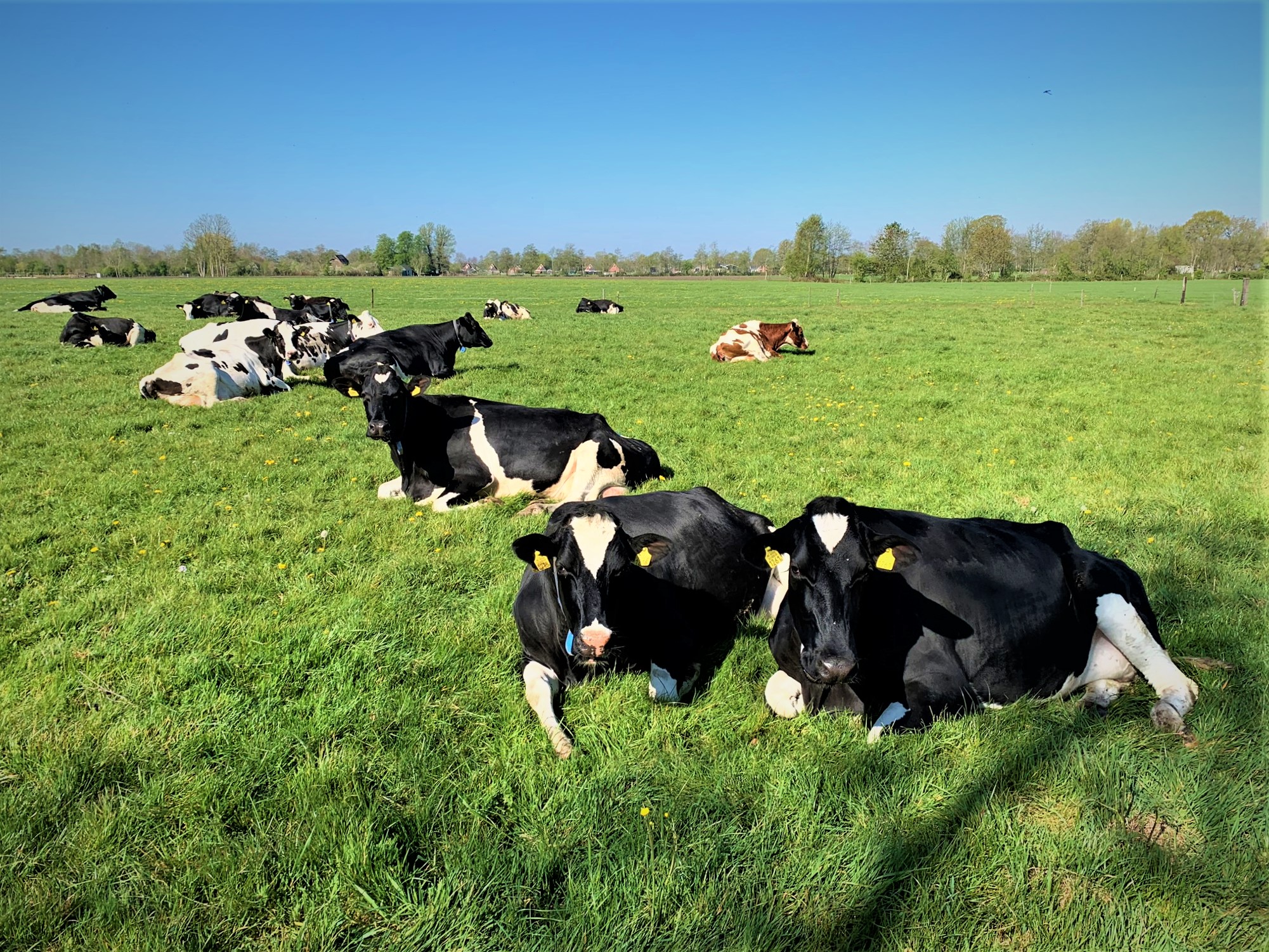 Bomen Voor Koeien | Landschapsbeheer Groningen