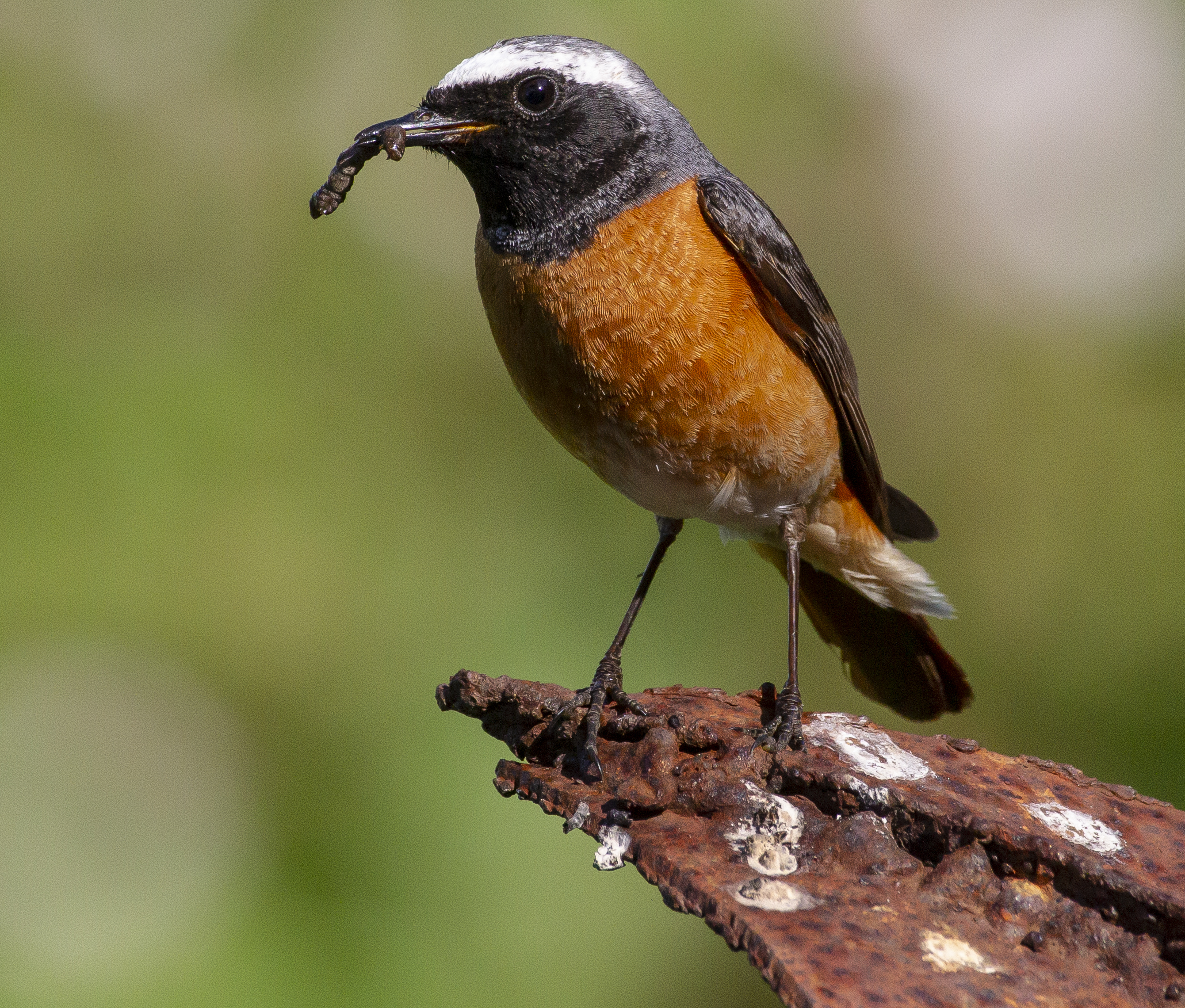 Gekraagde Roodstaart