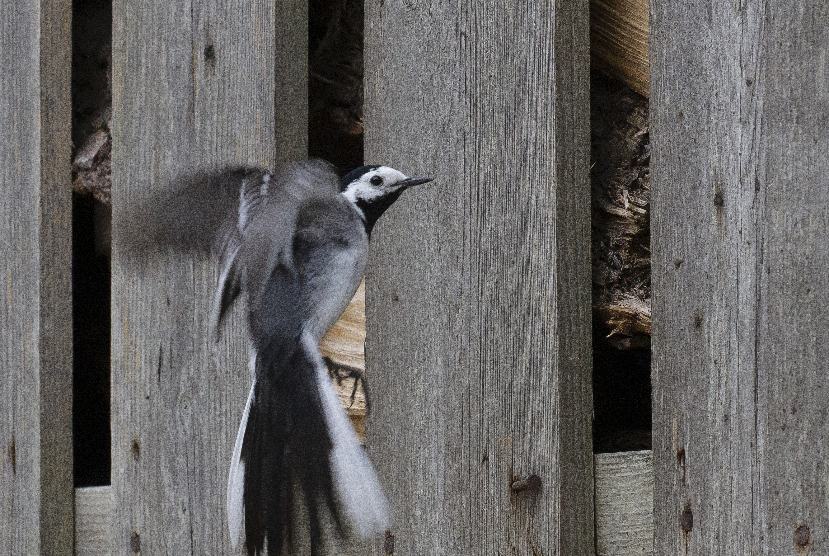 Witte Kwikstaart (1)