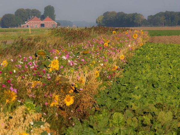 Akkerranden (1)