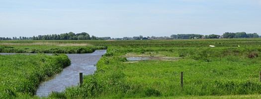 Hoeksmeer