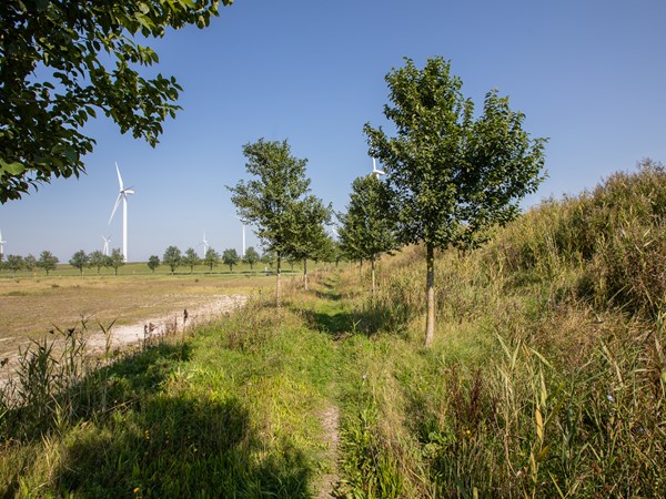Herplant Iepen