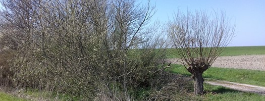 Struwelen