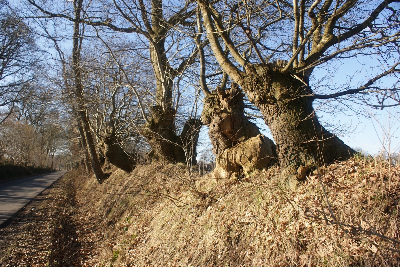 Hakhoutstoven Op De Gieselgeer In Onnen, Gorecht