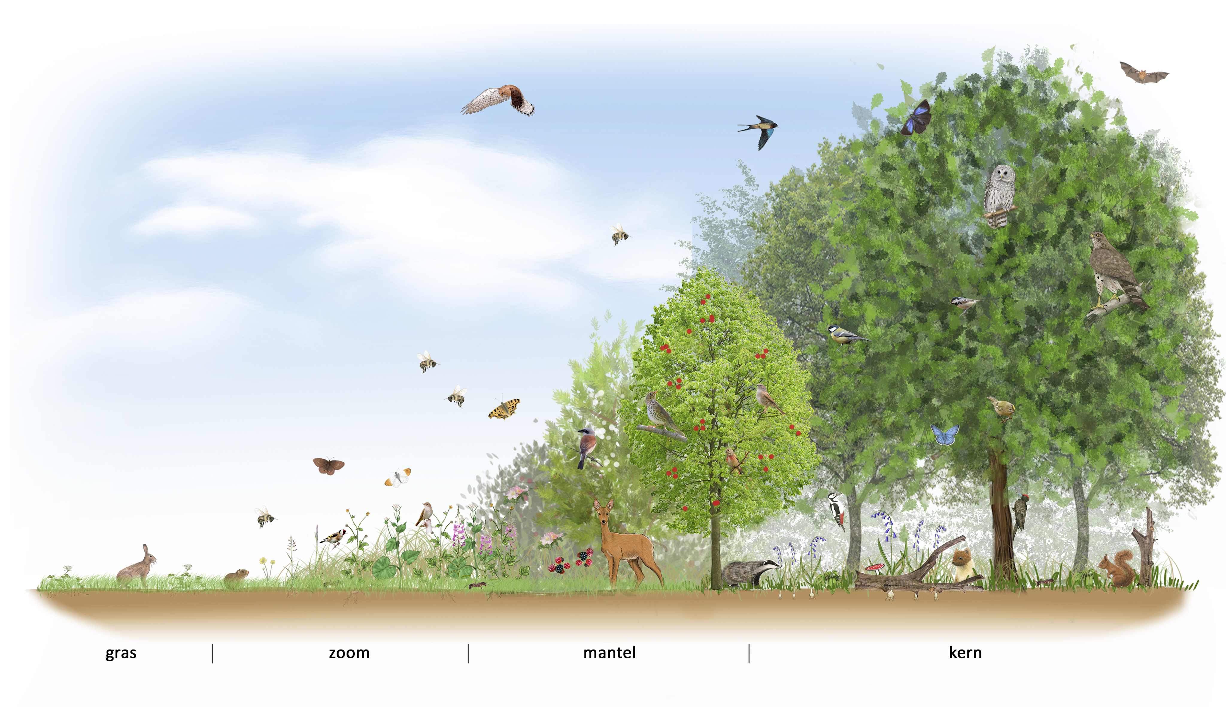 Totaal Kern Mantel Zoom Zonder Opsomming 300 Dpi
