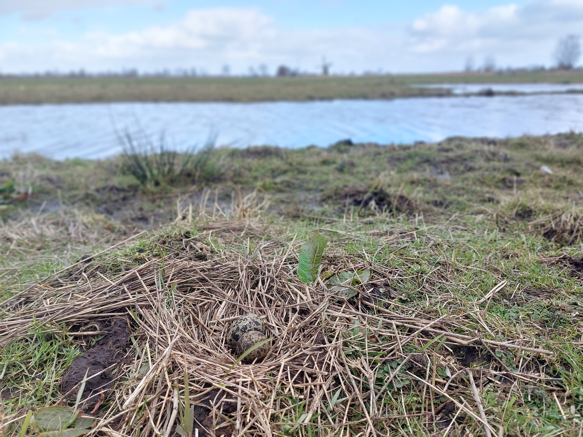 Eerste Kievitsei Provincie Groningen Landschapsbeheer Groningen
