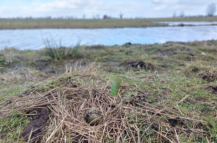 Eerste Kievitsei Provincie Groningen Landschapsbeheer Groningen