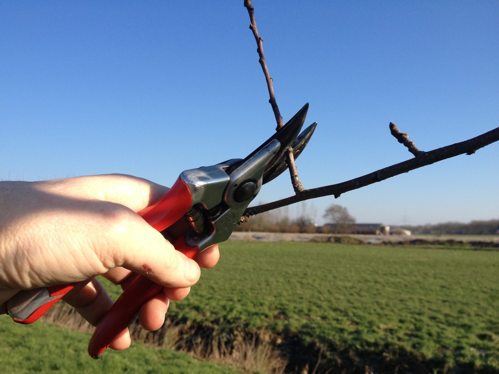 Fruitbomen Snoeien | Landschapsbeheer Groningen