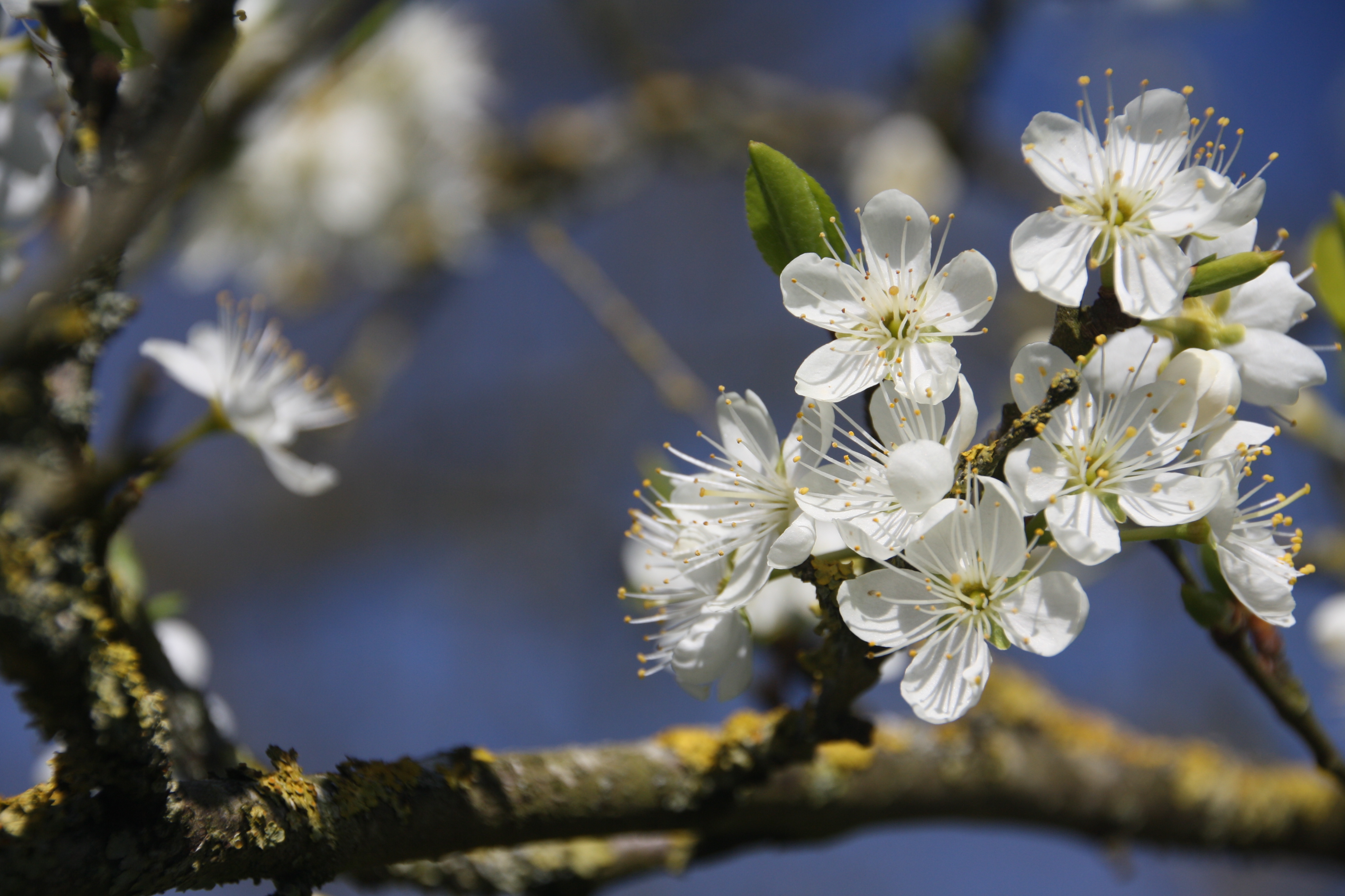 pruimenboom voorjaar