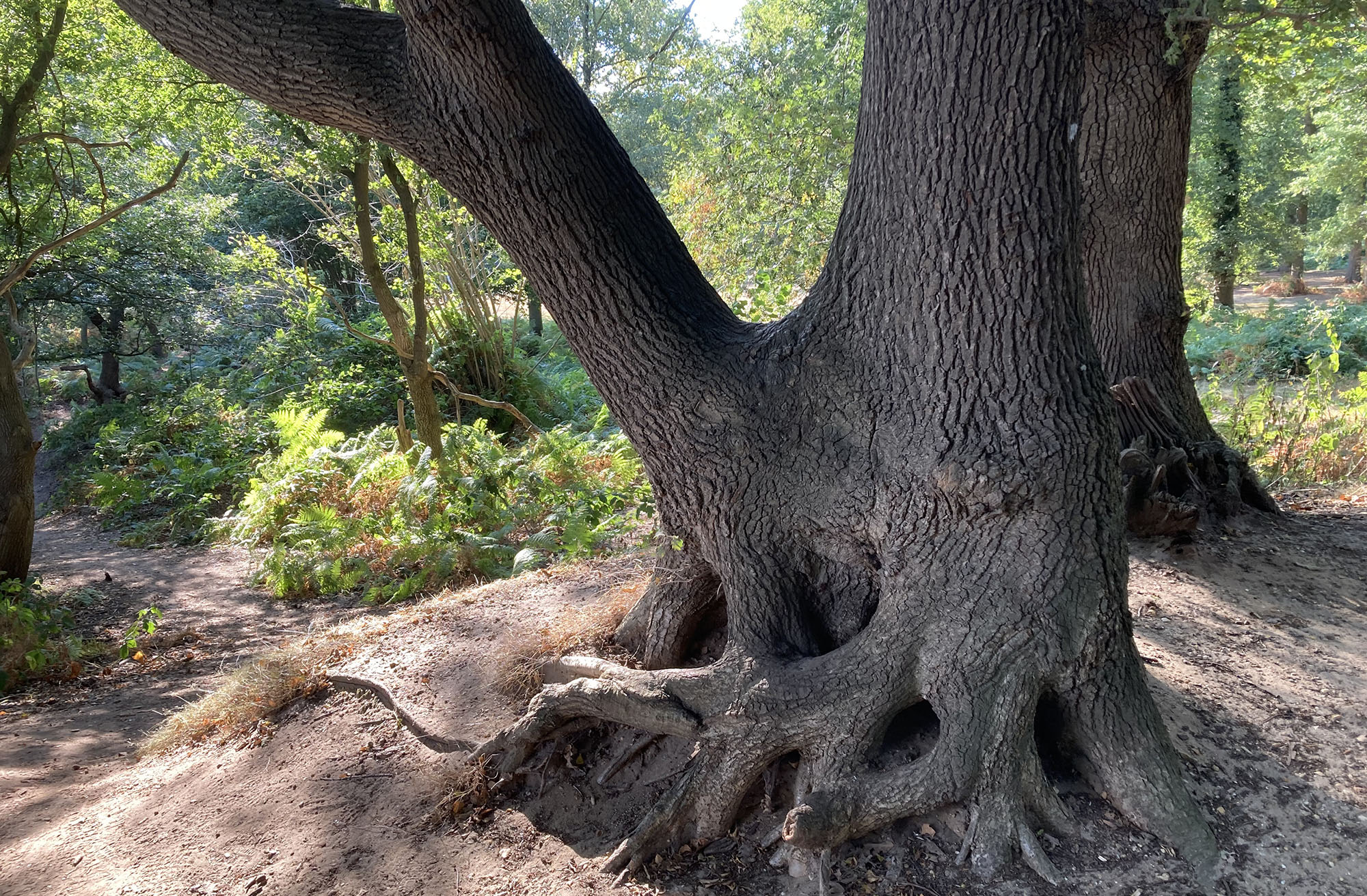 Geknotte En Doorgeschoten Wintereik Op De Grebbeberg Large