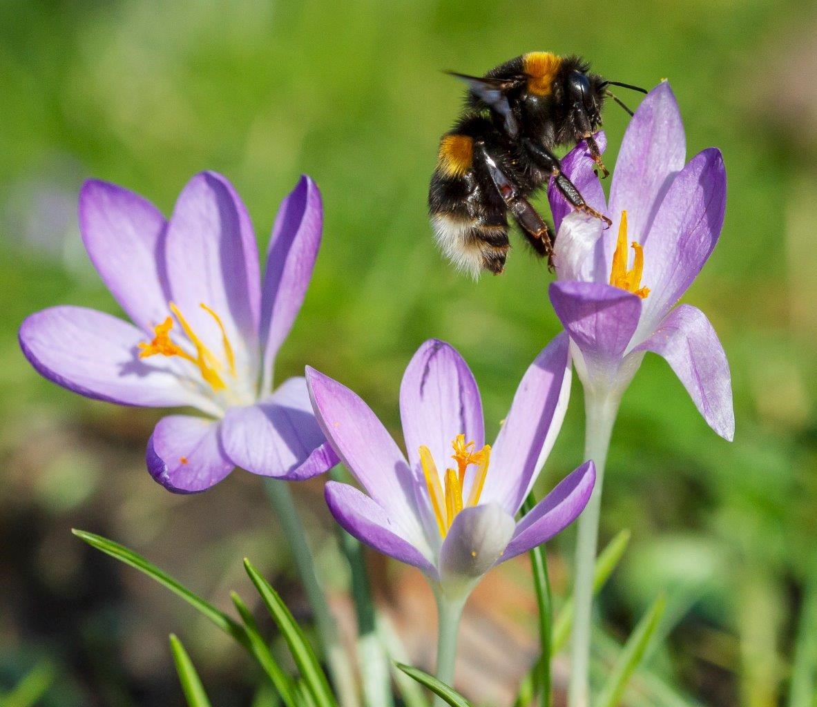 hommel en krokus