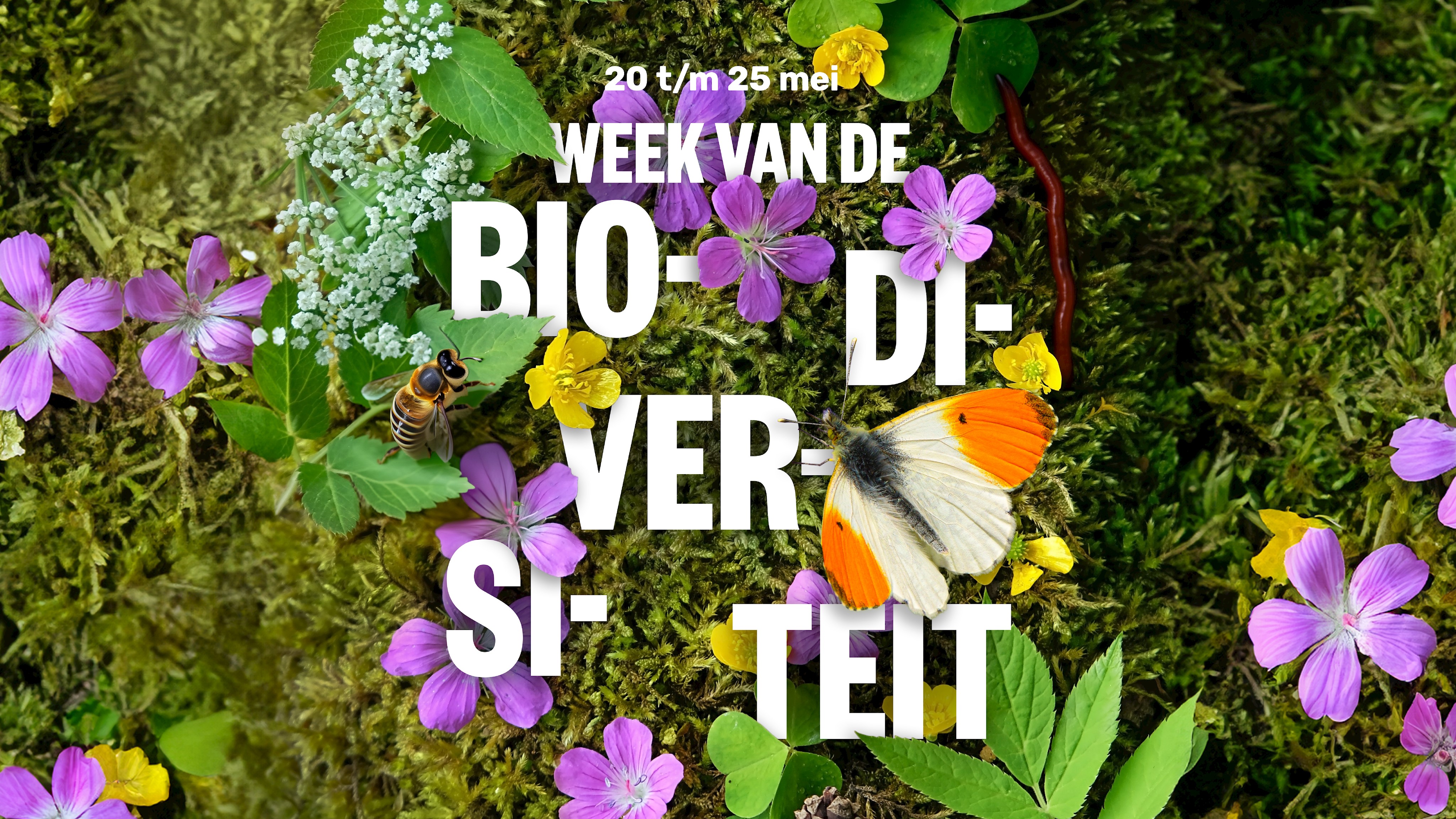 DZG Weekbiodiversiteit2025 Websiteheader2