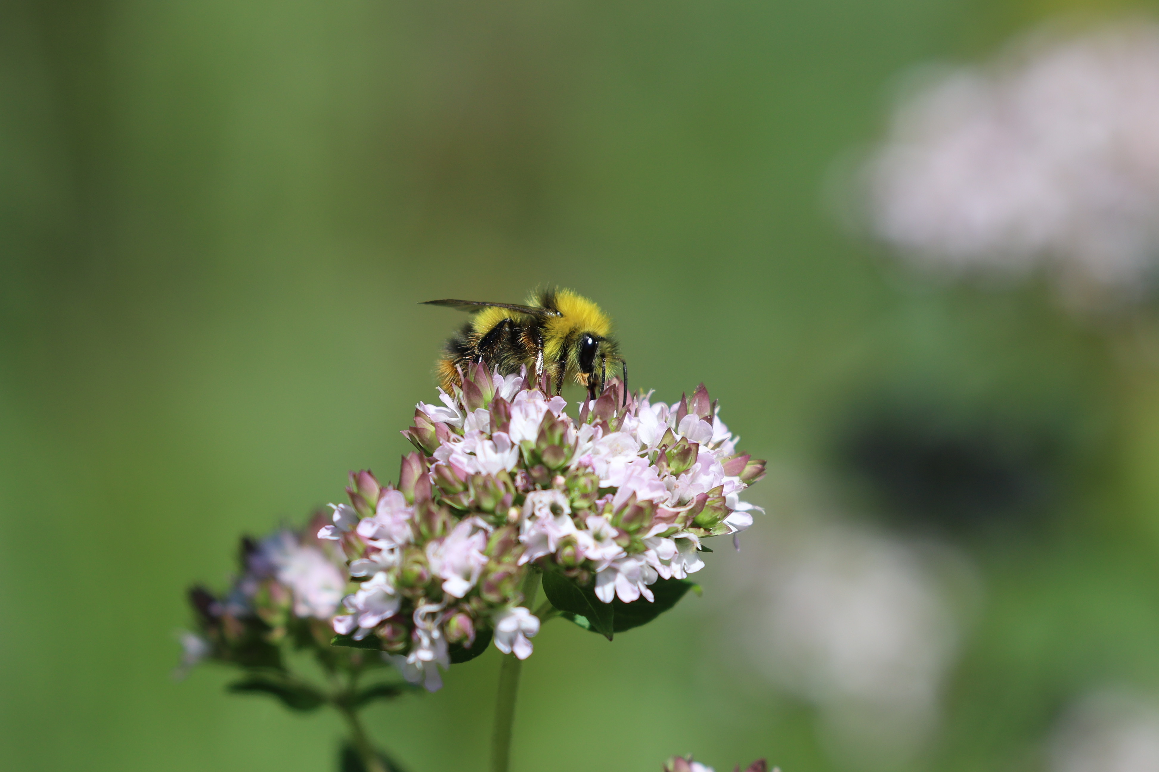 Weidehommel Op Wilde Marjolein