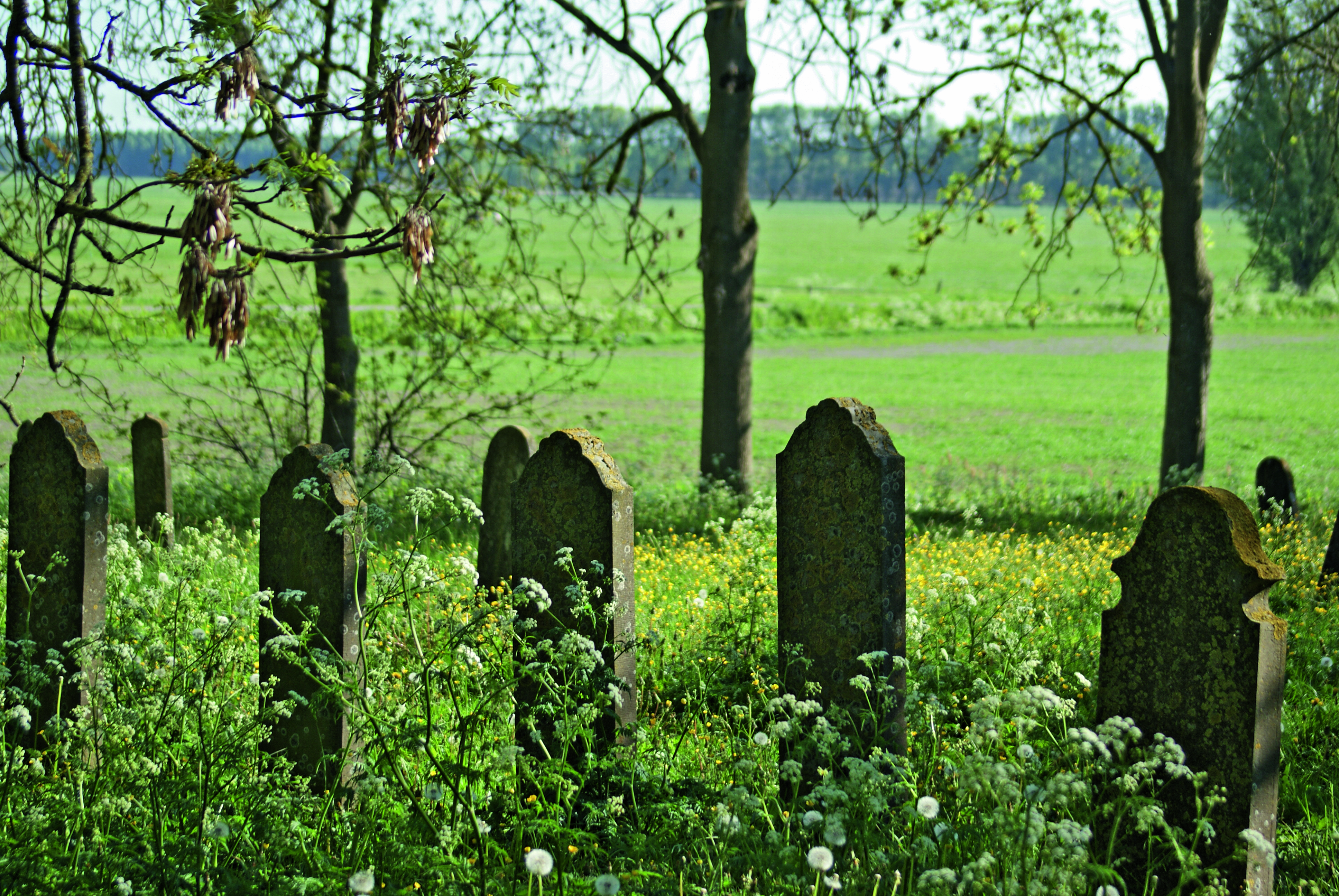 Wittewierum_Fluitekruid